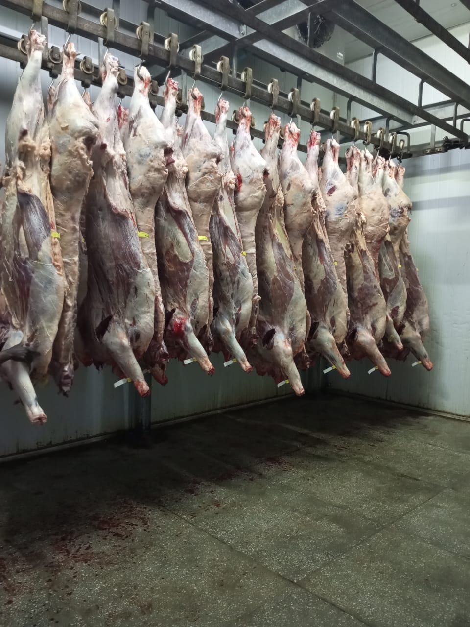 WhatsApp Image 2024-11-05 at 14.57.52 (2)